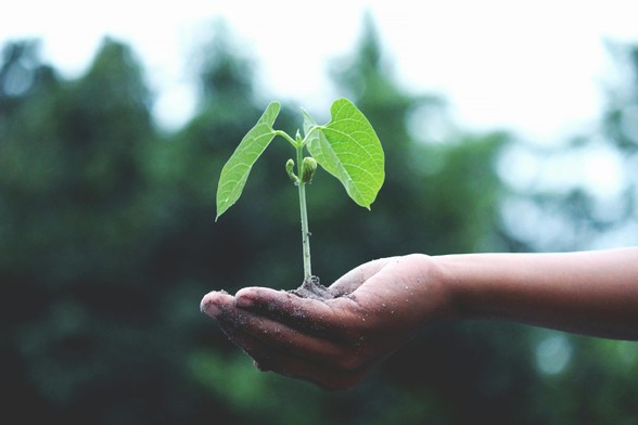 Nachhaltigkeit Pflanze in Hand