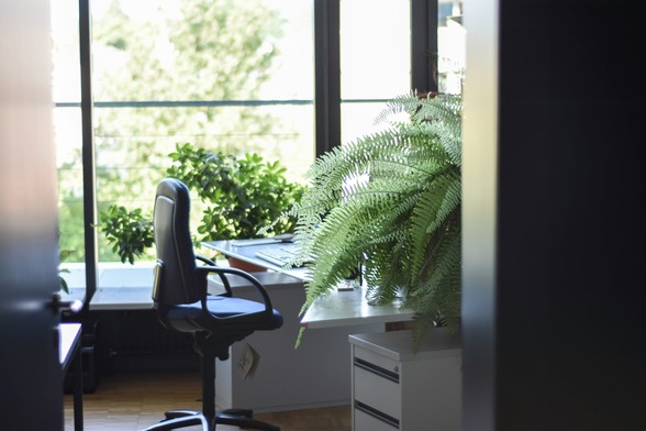 Ein leerer Bürostuhl steht in einem von Pflanzen dekorierten Büro. 