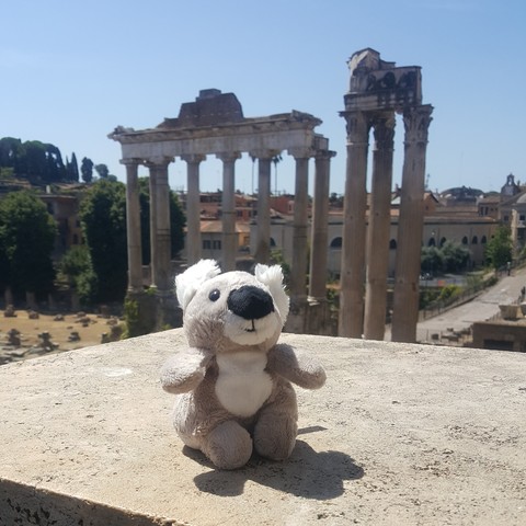 Koala auf einer Mauer vor dem Forum Romanum