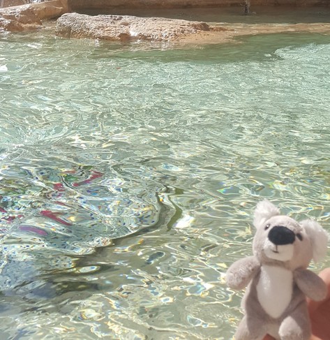 Koala am Wasser am Trevibrunnen
